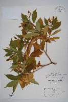 南洋馬蹄花藏品圖，第1張