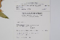 南洋馬蹄花藏品圖，第2張