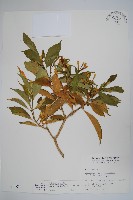 南洋馬蹄花藏品圖，第1張