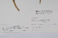 南洋馬蹄花藏品圖，第2張