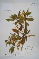 南洋馬蹄花藏品圖，第1張