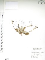 玉山金梅藏品圖，第1張