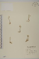 玉山卷耳藏品圖，第1張