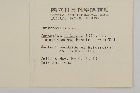 玉山卷耳藏品圖，第2張