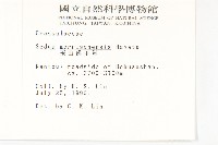 玉山佛甲草藏品圖，第2張