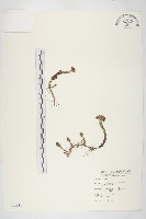 玉山佛甲草藏品圖，第1張