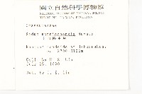 玉山佛甲草藏品圖，第2張