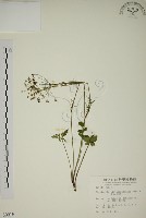 玉山茴香藏品圖，第1張