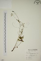 玉山茴香藏品圖，第1張