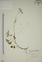 玉山茴香藏品圖，第1張