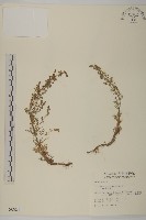 高山艾藏品圖，第1張