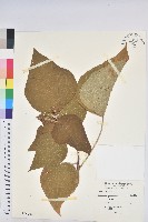 野桐藏品圖，第1張