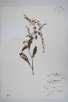 盾果草藏品圖，第1張