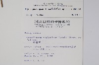 盾果草藏品圖，第2張