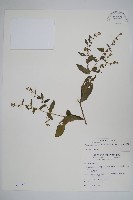 盾果草藏品圖，第1張