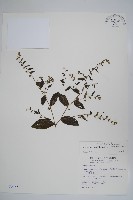 盾果草藏品圖，第1張