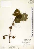 構樹藏品圖，第1張