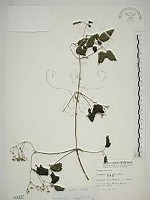 串鼻龍藏品圖，第1張