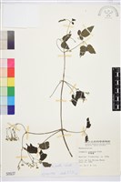 串鼻龍藏品圖，第2張