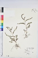 葉下珠、珠仔草藏品圖，第1張