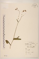紫背草藏品圖，第1張