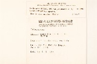 紫背草藏品圖，第2張