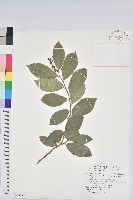 鴨舌黃舅藏品圖，第1張