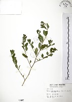 克非亞草藏品圖，第1張