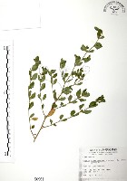 克非亞草藏品圖，第1張