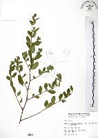 克非亞草藏品圖，第1張