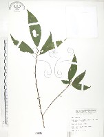 水麻藏品圖，第1張