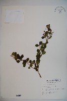 小葉莢迷藏品圖，第1張