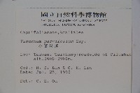 小葉莢迷藏品圖，第2張