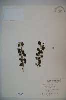 小葉莢迷藏品圖，第1張