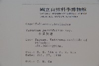 小葉莢迷藏品圖，第2張