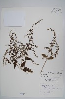 盾果草藏品圖，第1張