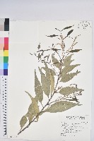 盾果草藏品圖，第3張