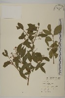 刺果衛矛藏品圖，第1張