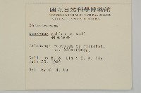 刺果衛矛藏品圖，第2張