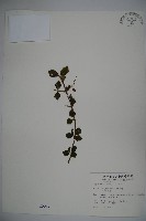 小葉莢迷藏品圖，第1張