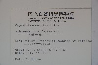 小葉莢迷藏品圖，第2張