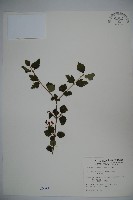 小葉莢迷藏品圖，第1張