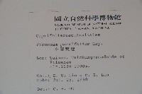 小葉莢迷藏品圖，第2張