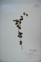 小葉莢迷藏品圖，第1張