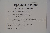 小葉莢迷藏品圖，第2張