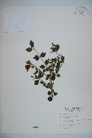 小葉莢迷藏品圖，第1張