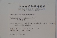 小葉莢迷藏品圖，第2張