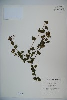 小葉莢迷藏品圖，第1張