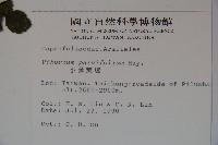 小葉莢迷藏品圖，第2張