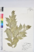 小葉莢迷藏品圖，第3張